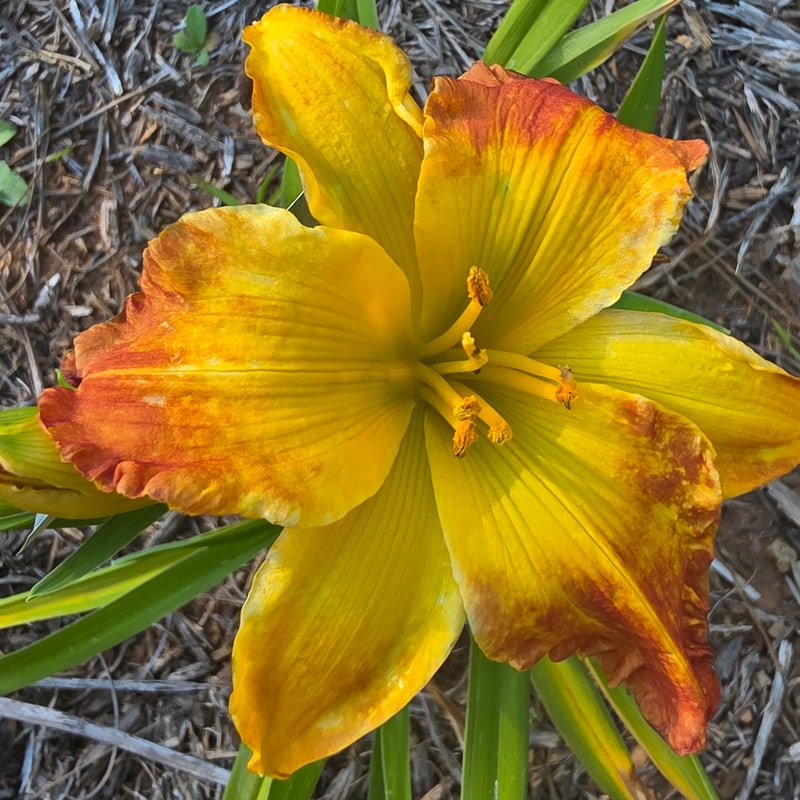 Ms Mary's Pick daylily bloom