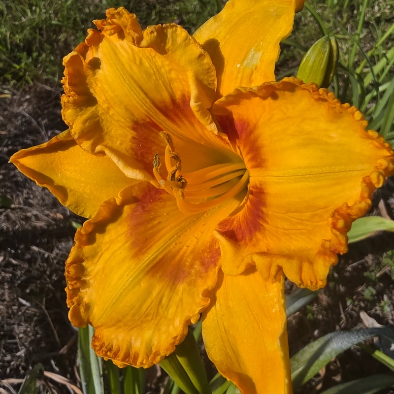 Oktoberfest daylily bloom