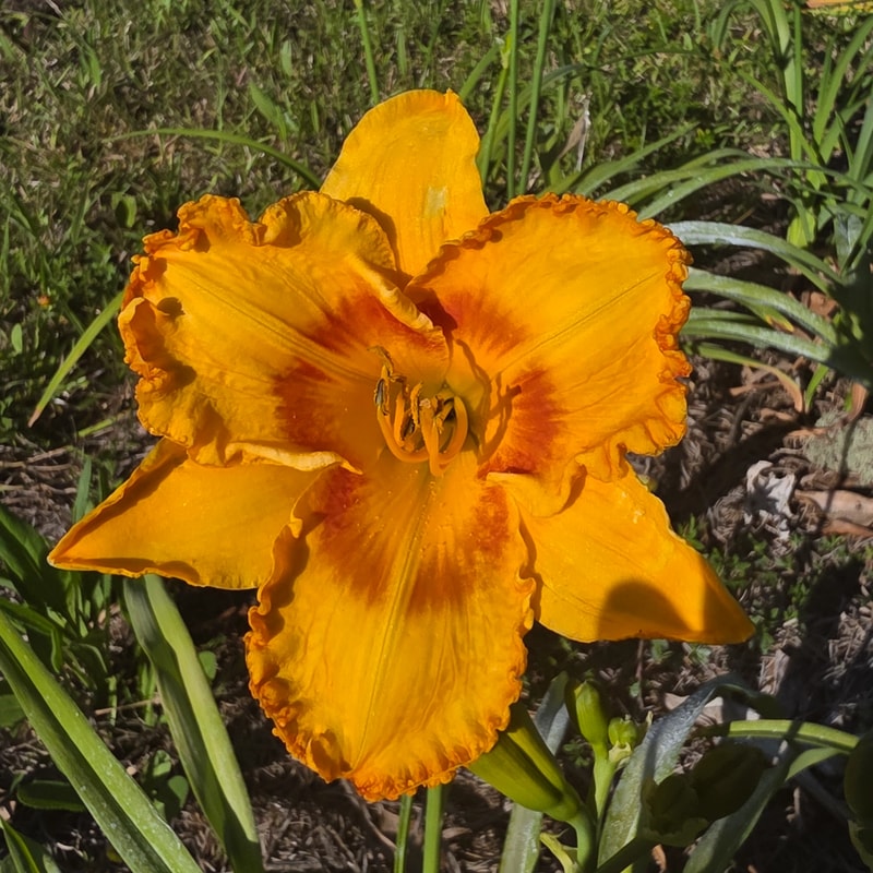 Oktoberfest from PlantFancyGardens