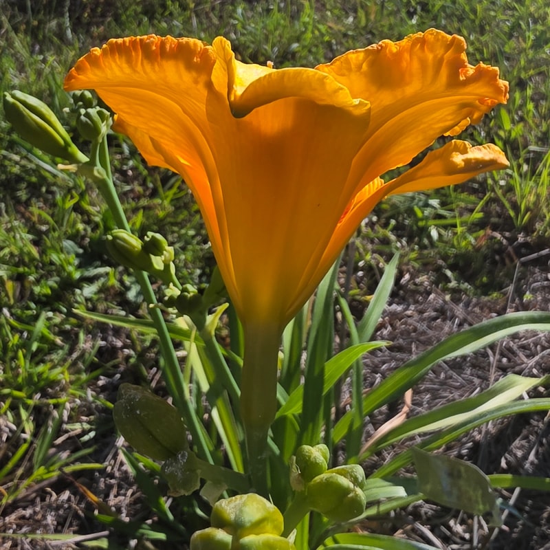 Oktoberfest from PlantFancyGardens