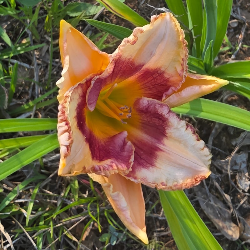 Kelly's Kiss daylily bloom
