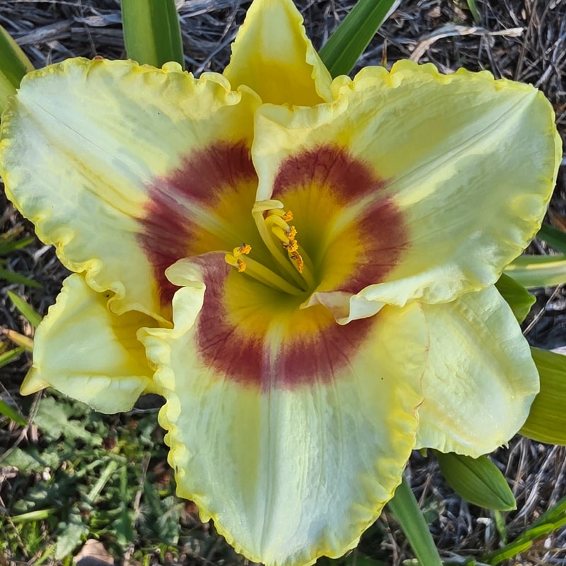Monterrey Jack daylily bloom