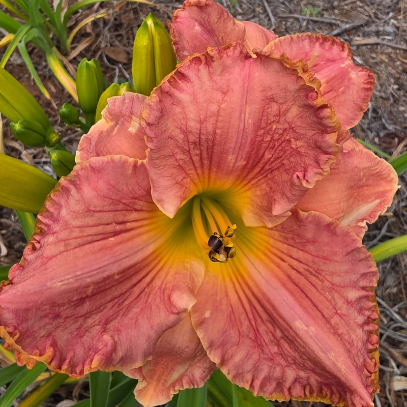 Count on It from PlantFancyGardens
