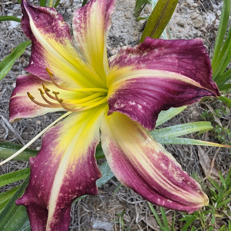 Peacock Maiden daylily bloom