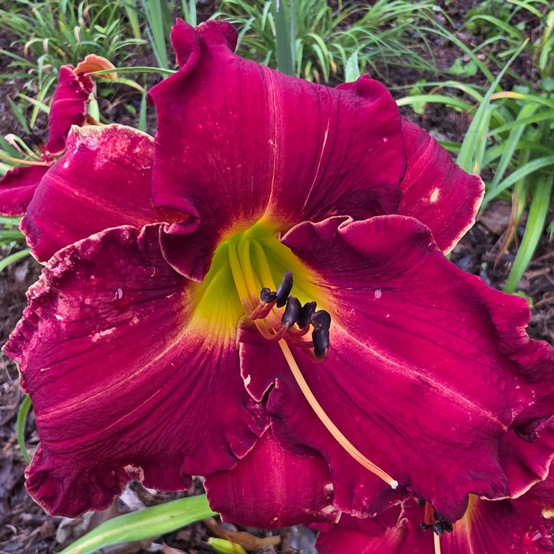 Papa Charlie from PlantFancyGardens