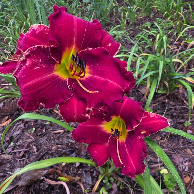 Papa Charlie from PlantFancyGardens