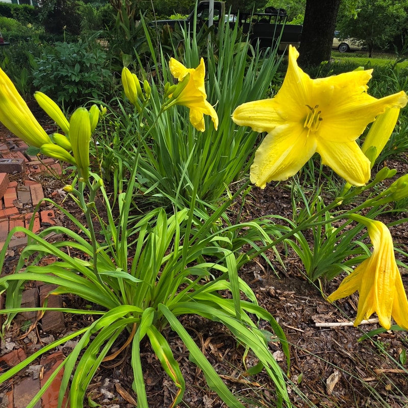 Peek-a-boo from PlantFancyGardens