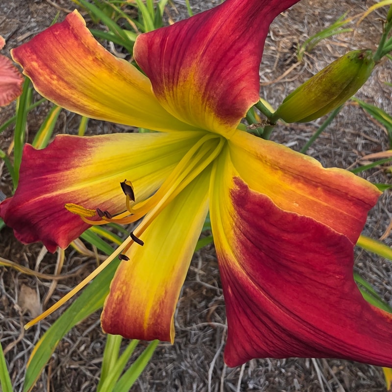 Buddy's Shaun daylily bloom