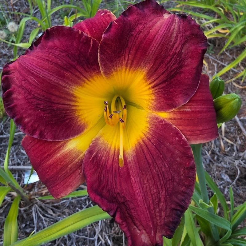 Red Hot Chili Quackers from PlantFancyGardens