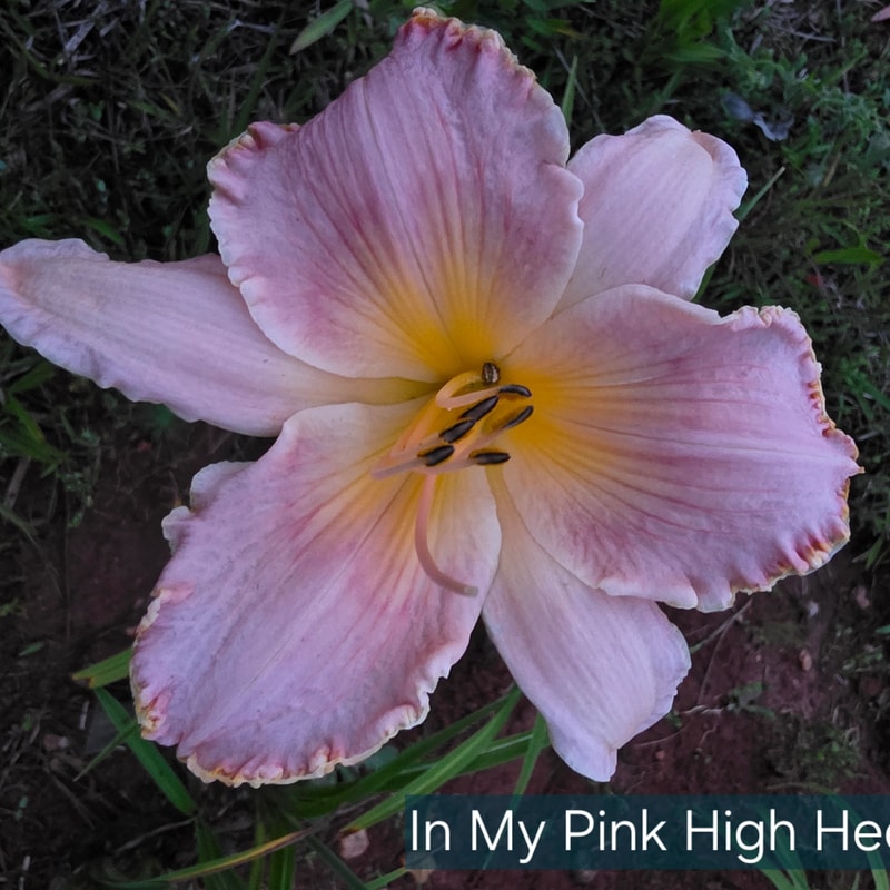 In My Pink High Heels from PlantFancyGardens