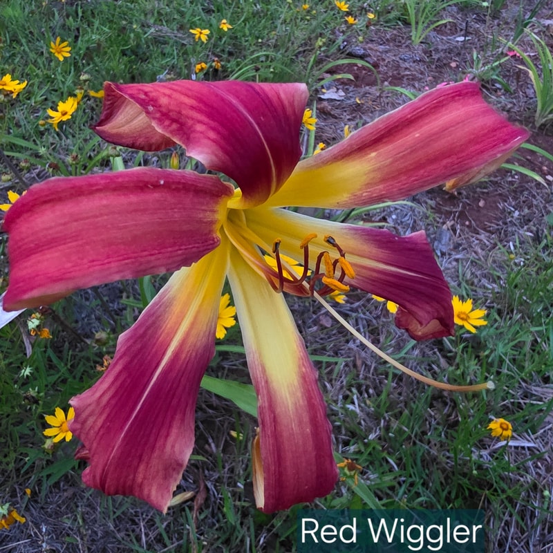 Red Wiggler from PlantFancyGardens