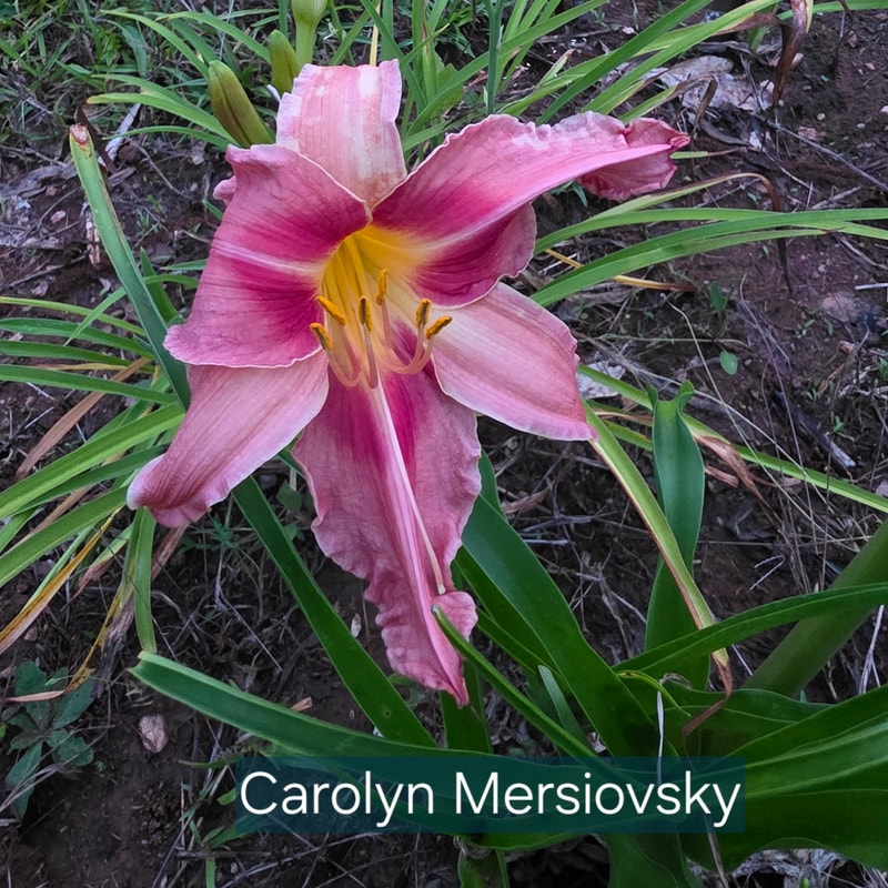 Carolyn Mersiovsky from PlantFancyGardens