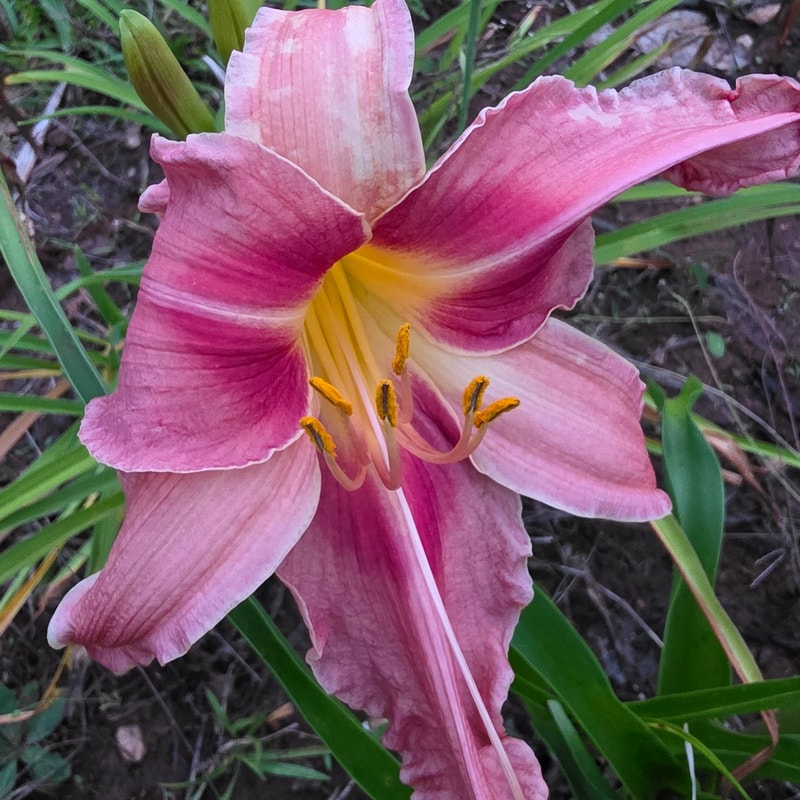 Carolyn Mersiovsky from PlantFancyGardens