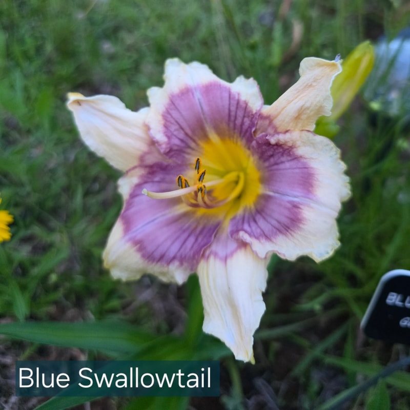 Blue Swallowtail from PlantFancyGardens