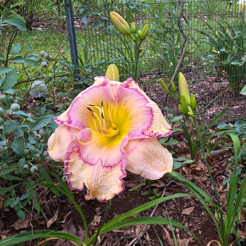 Stenciled Infusion from PlantFancyGardens
