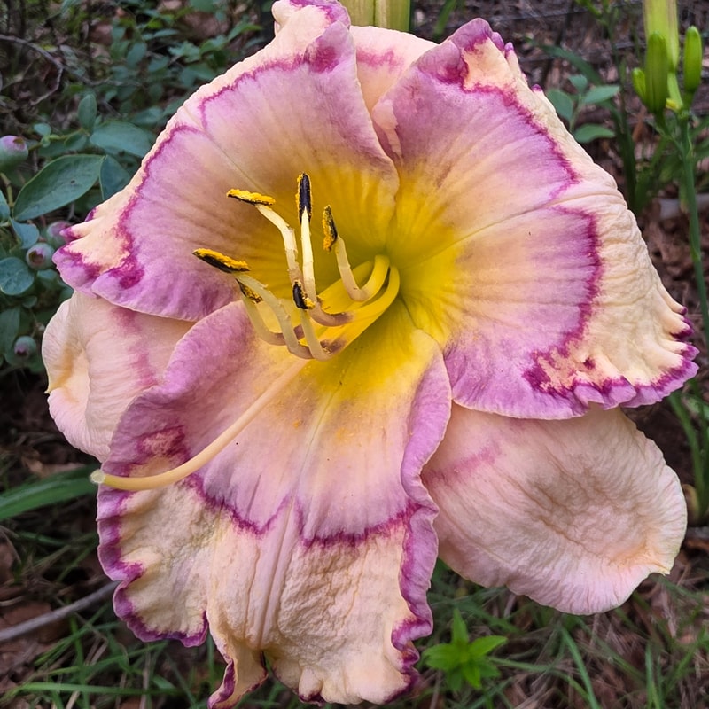 Stenciled Infusion daylily bloom