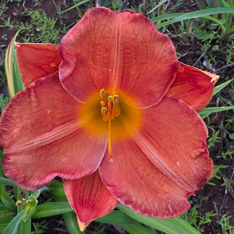 House of Orange from PlantFancyGardens