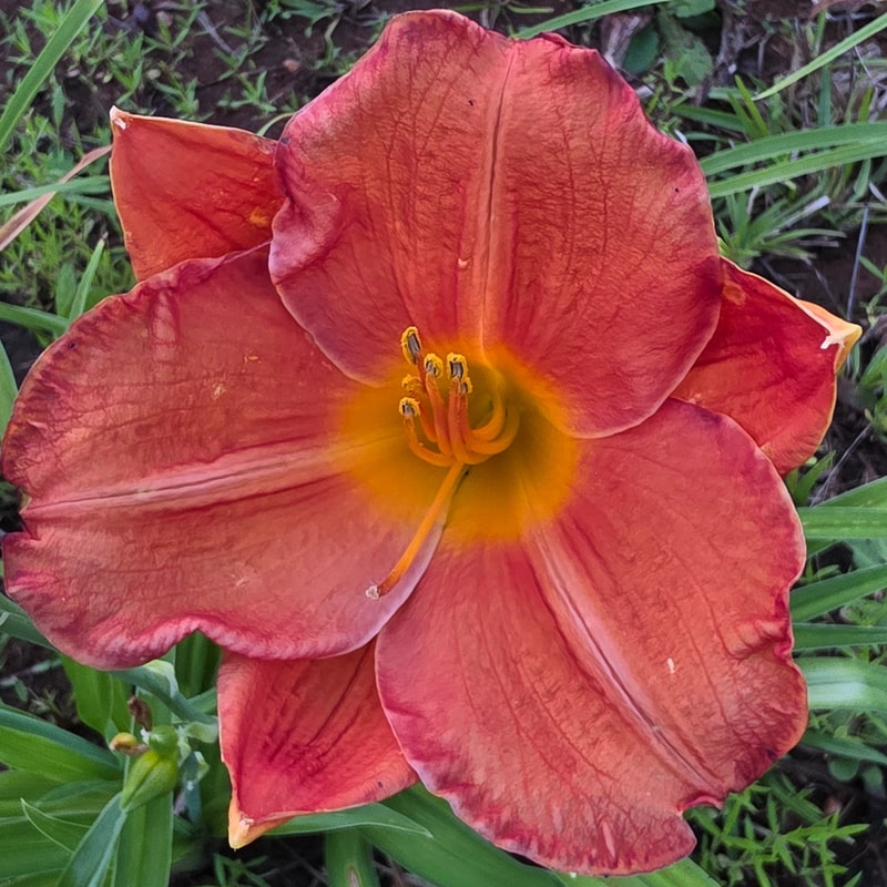 House of Orange from PlantFancyGardens