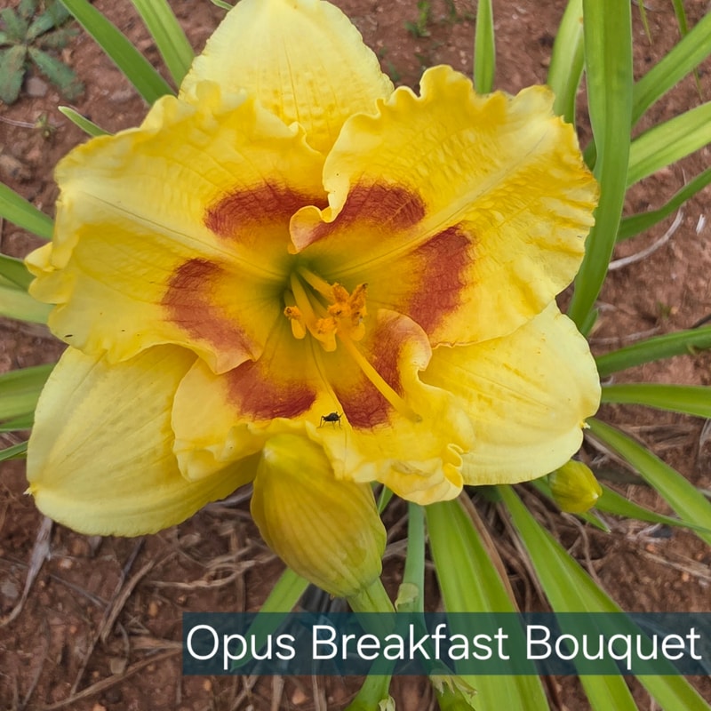 Opus Breakfast Bouquet from PlantFancyGardens