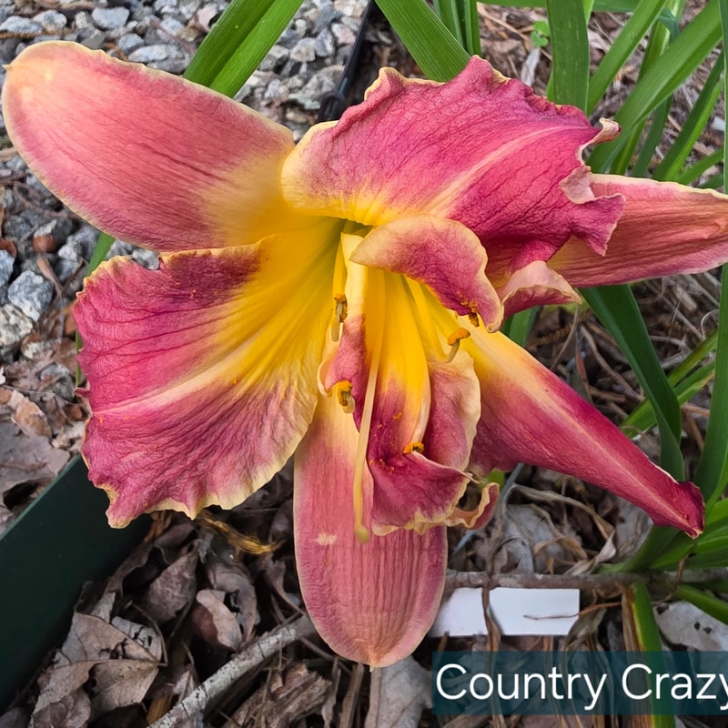 Country Crazy