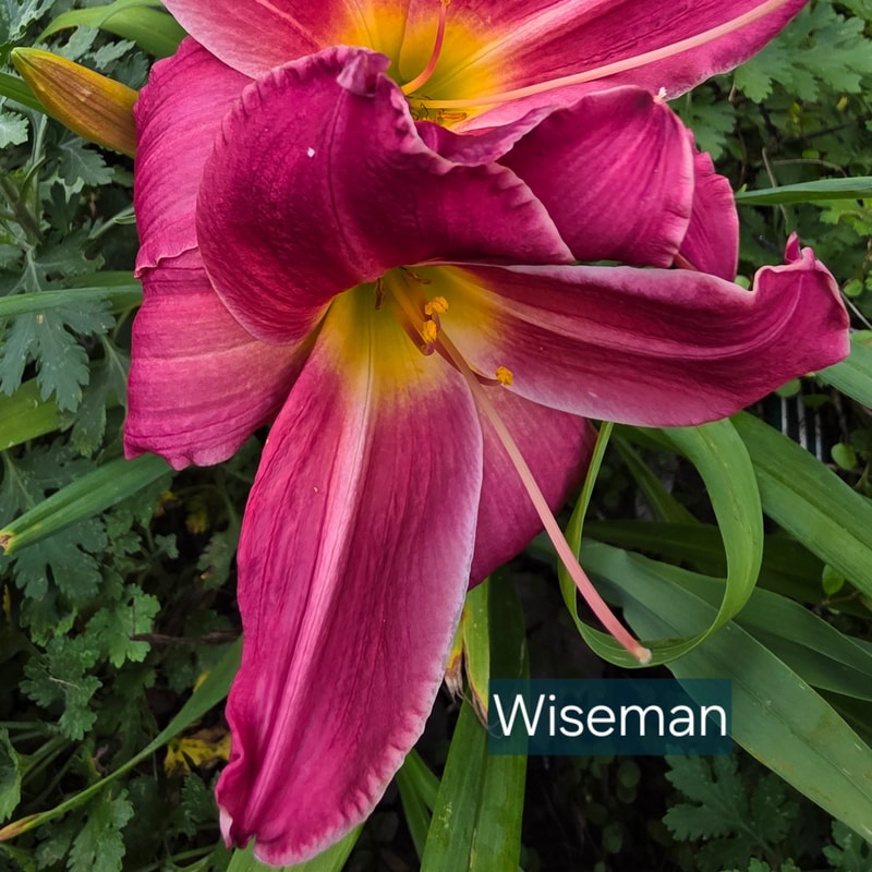 Wise Man daylily bloom