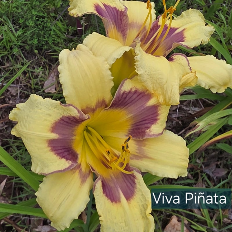 Viva Pinata from PlantFancyGardens
