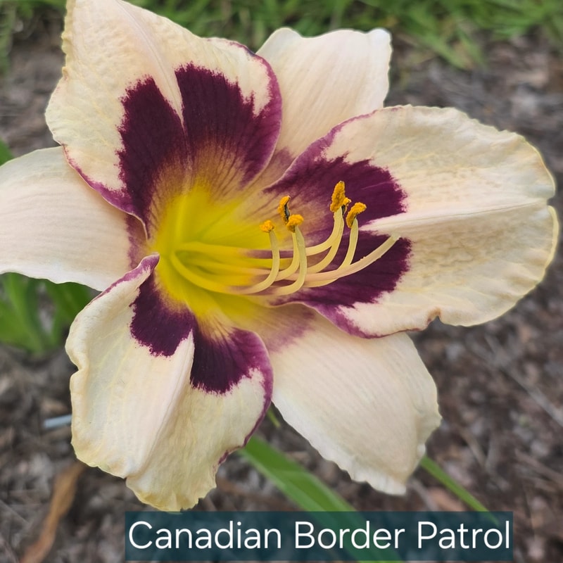 Canadian Border Patrol daylily bloom
