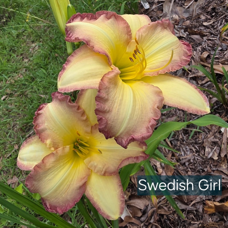 Swedish Girl from PlantFancyGardens