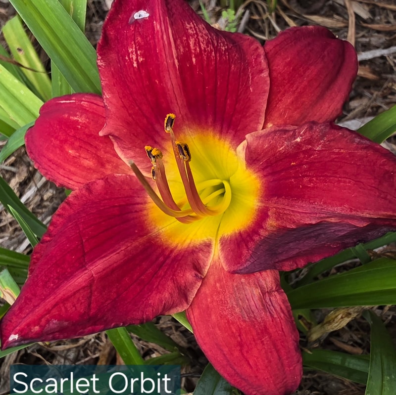 Scarlet Orbit from PlantFancyGardens