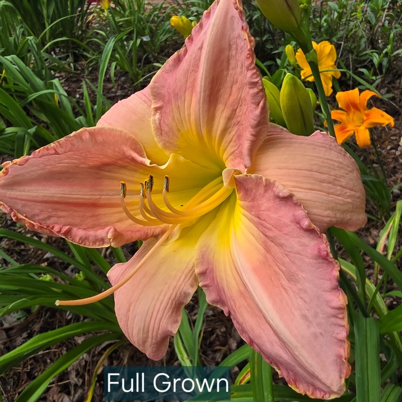 Full Grown from PlantFancyGardens