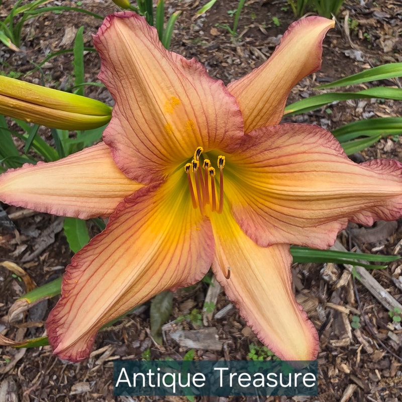 Antique Treasure daylily bloom