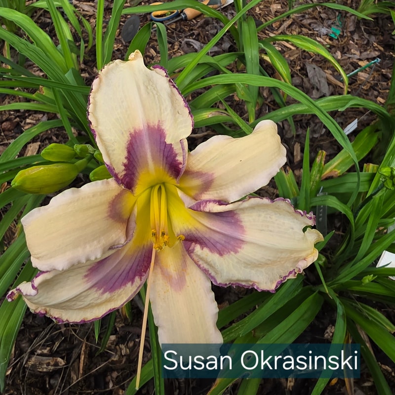 Susan Okrasinski daylily bloom