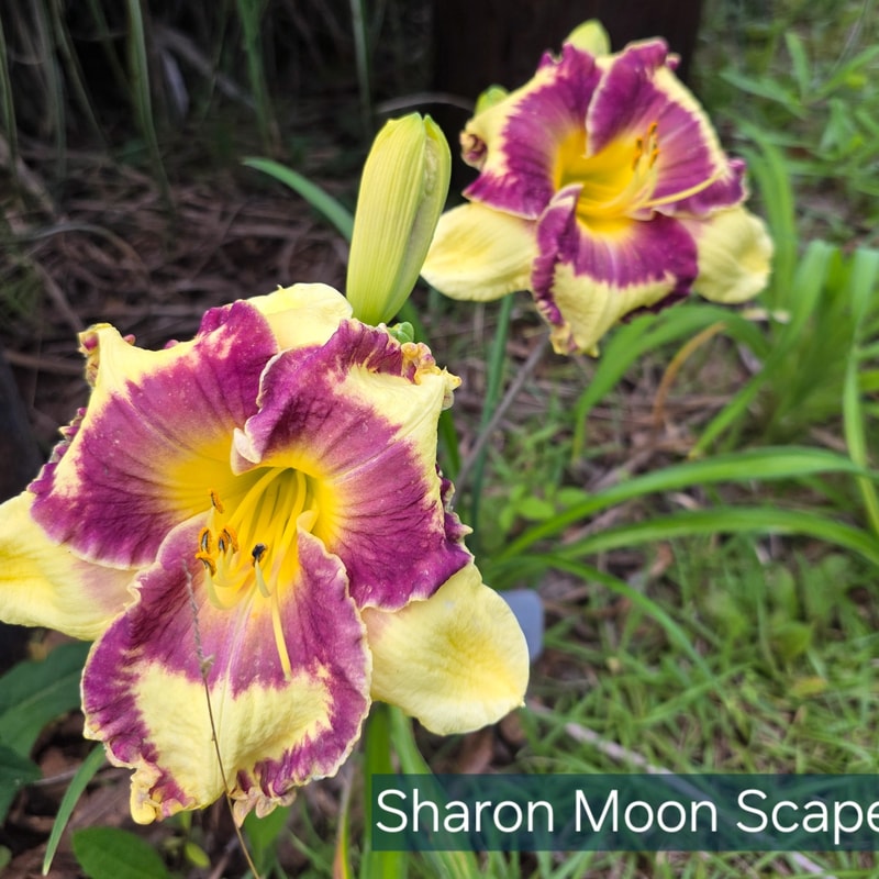 Sharon Moon Scape daylily bloom