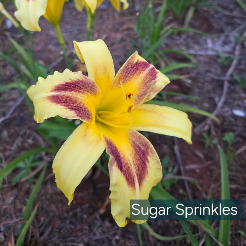 Sugar Sprinkles from PlantFancyGardens