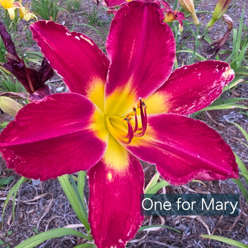 One for Mary from PlantFancyGardens