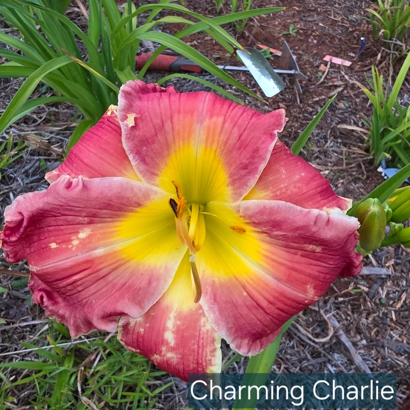 Charming Charlie from PlantFancyGardens
