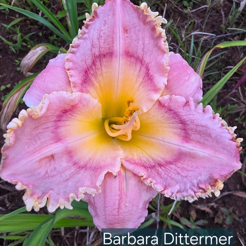 Barbara Dittmer daylily bloom