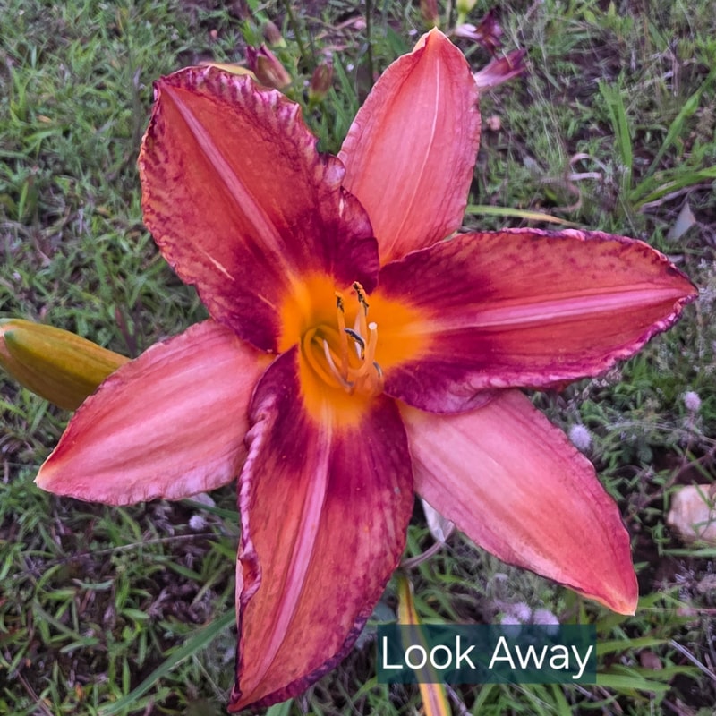 Look Away from PlantFancyGardens