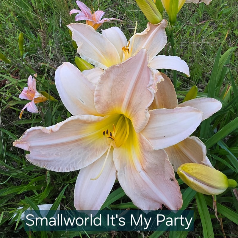 Small World It's My Party from PlantFancyGardens