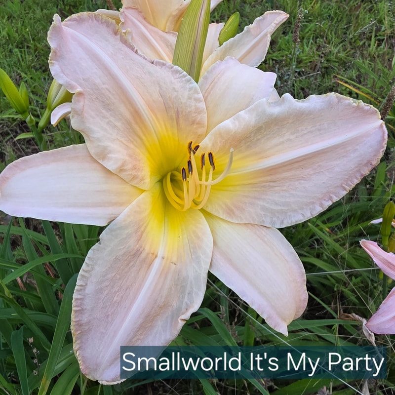 Small World It's My Party from PlantFancyGardens