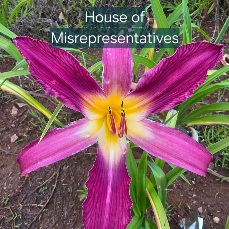 House of Misrepresentatives from PlantFancyGardens