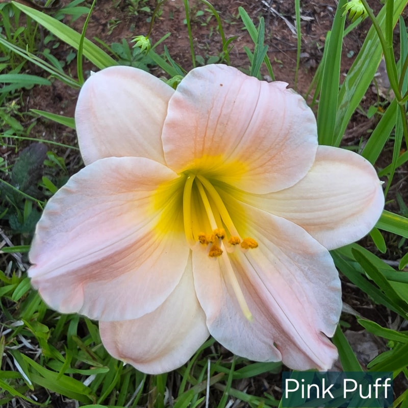 Pink Puff from PlantFancyGardens