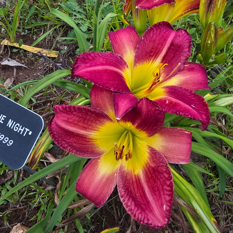 Song of the Night from PlantFancyGardens