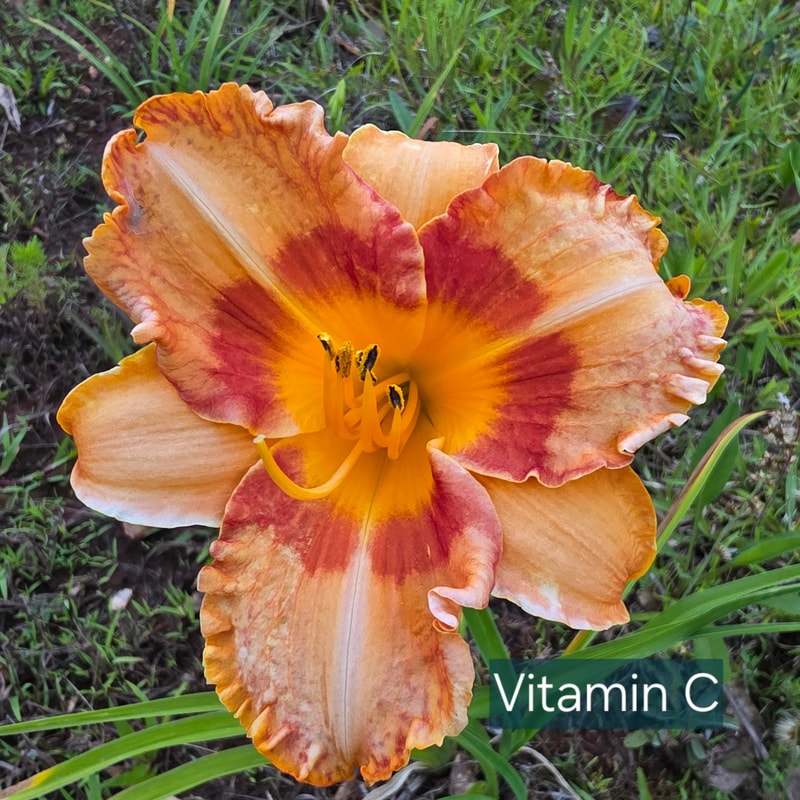 Vitamin C daylily bloom