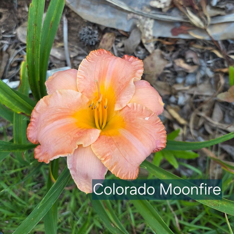 Colorado Moonfire daylily bloom