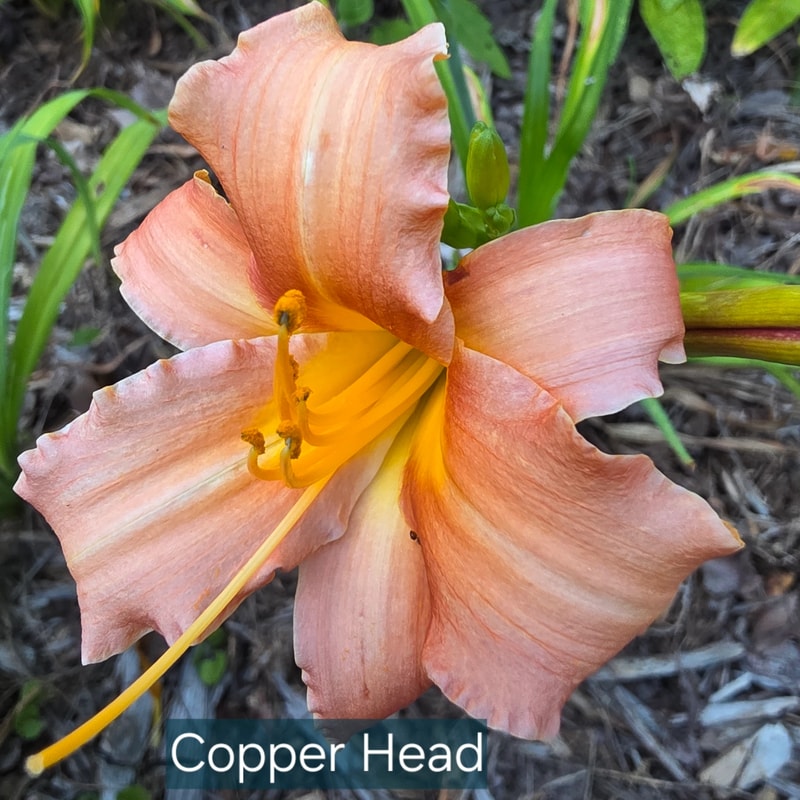 Copperhead from PlantFancyGardens