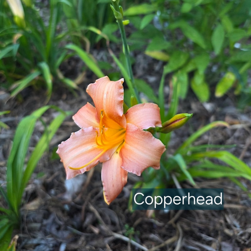 Copperhead from PlantFancyGardens