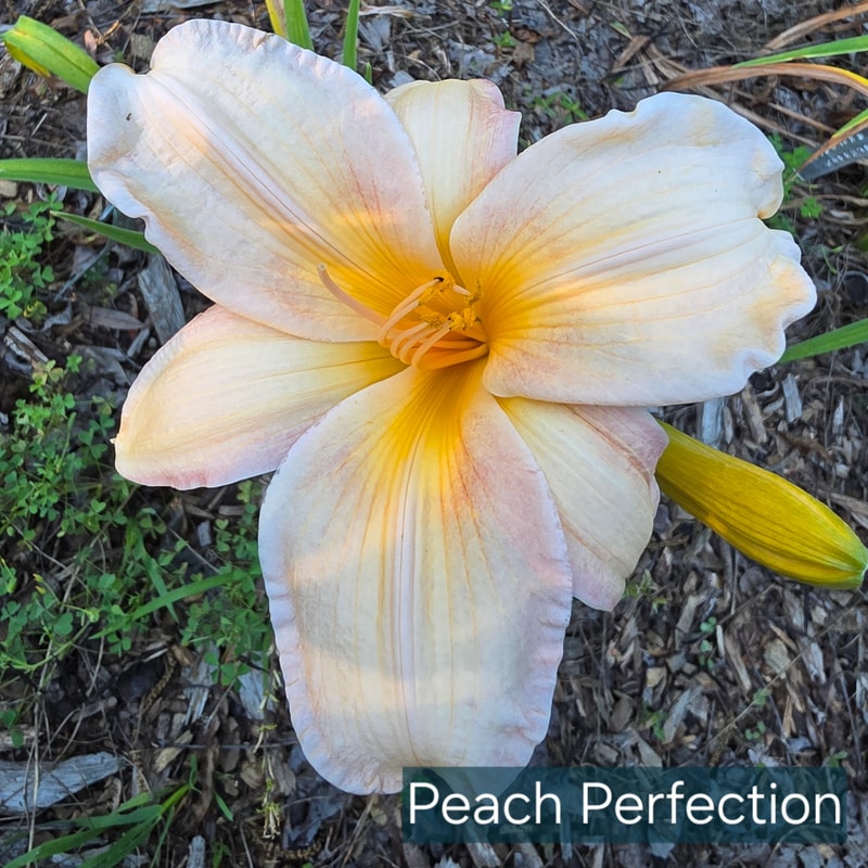 Peach Perfection from PlantFancyGardens