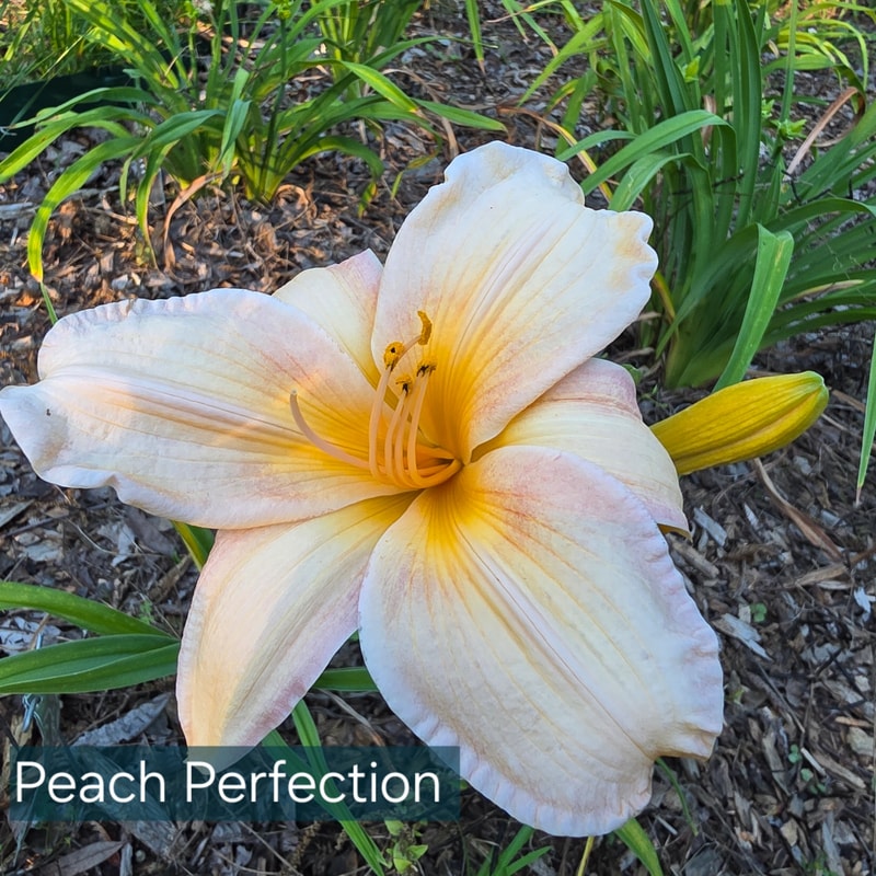 Peach Perfection from PlantFancyGardens