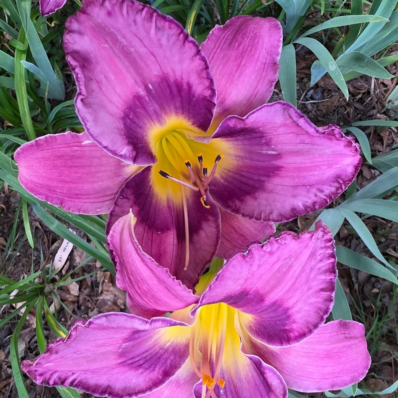 A Taste of Asheville daylily bloom